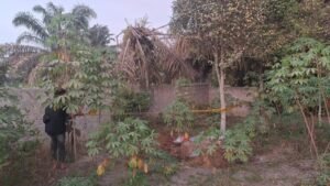 Misteri Jasad Pria Terpal di Kebun Riau: Ditemukan Telanjang dan Membusuk!