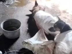 Scandal Daging Anjing di Bantul: Sultan HB Bersiap Turunkan Peraturan Pelarangan