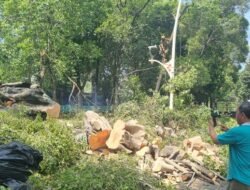 Warga Cerita Detik-detik Ngeri: Pohon Tumbang di Dharmawangsa Tewaskan 1 Orang
