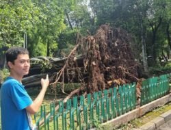 Badai Menerjang Dharmawangsa, Pohon Tumbang, Akar Tercabut!