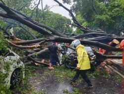 [Waspada, Pohon Tumbang di Jakarta: Dapatkan Nomor Posko Darurat! Ini Nomor Posko Pohon Tumbang di Jakarta]