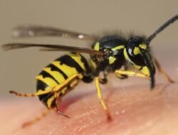 Bekasi Duka, Anak 6 Tahun Tewas Disengat Tawon, Petunjuk Keamanan dari Ahli