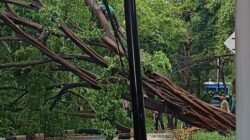 “Menteng Kebakaran Hutan? Pohon Beringin Besar Tumbang, Jalan Terpotong!”