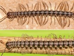 “Temuan Mengejutkan: Spesies Baru ‘Kaki Seribu Naga’ Terungkap di Thailand!”