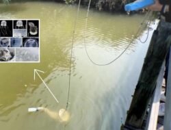 Tak Percaya! Makhluk Bermata 24 Ditemukan, Gegerkan Dunia Teknologi Hong Kong