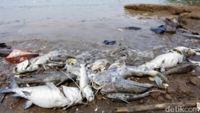 KLH: Pencemaran Pestisida di Sungai Cisadane Meluas hingga 22,5 Km, Ancaman bagi Kehidupan Lokal!