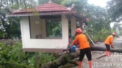 Hujan Angin Meneror Cibinong, 3 Rumah Terpukul Pohon Tumbang