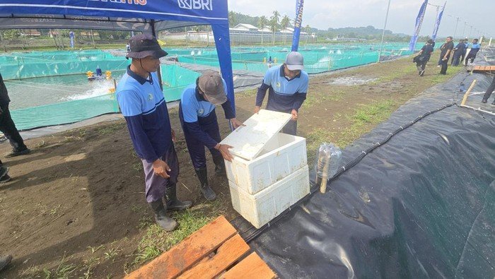 Napi di Nusakambangan Belajar Budidaya Ikan Sidat, Dapat Premi Rp 450 Ribu - Update 2