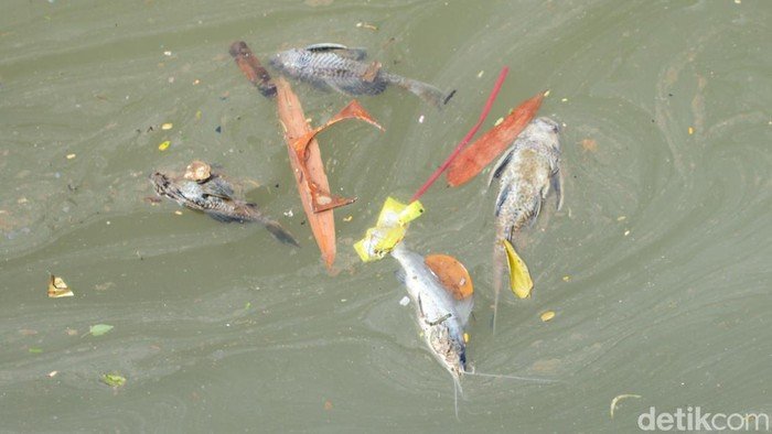 Gudang Pestisida Cemari Sungai Cisadane Bakal Digugat: 20 Ton Racun Ancam Eko Hidup