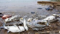 **Peneliti BRIN Peringatkan Risiko Kronis Pencemaran Pestisida di Cisadane**